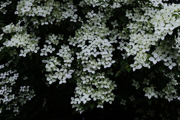 小雨の日の満開のヤマボウシ