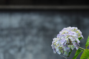 蔵の前で咲くアジサイ