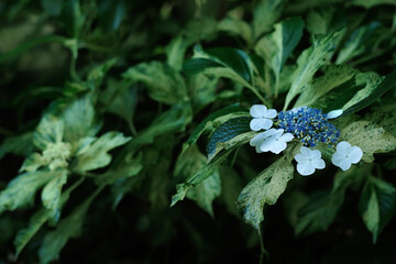 咲き始めの日影の紫陽花