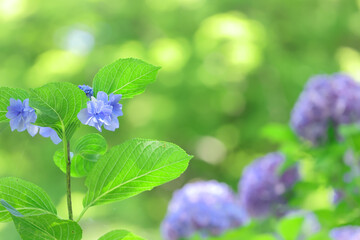 光溢れる中の紫陽花