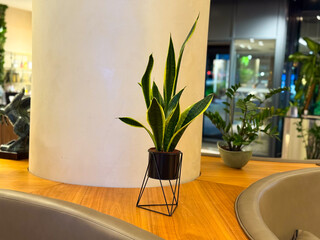 Sansevieria trifasciata with tall green leaves edged in yellow placed in a black pot on a wooden...