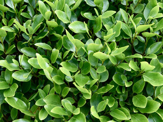 A dense cluster of Eugenia myrtifolia leaves fills the frame. The light green leaves are glossy and...