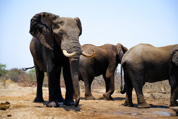 Group of African elephants gathering near the road, showing tusks and textured skin in Botswana.
