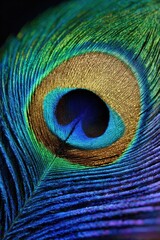 Obraz premium Macro photography revealing shimmering peacock feather colors, showcasing intricate structural patterns with exceptional detail and mesmerizing iridescent luminosity