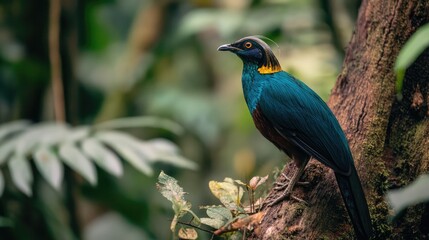 Obraz premium Exotic bird with striking blue and black plumage perched on a tree branch in a lush tropical forest.