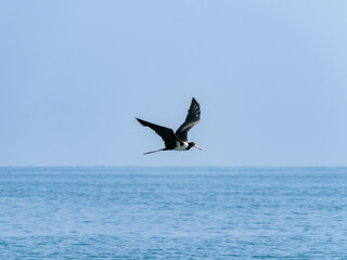 A frigatebird glides gracefully over the open sea with wings outstretched under the bright sky.