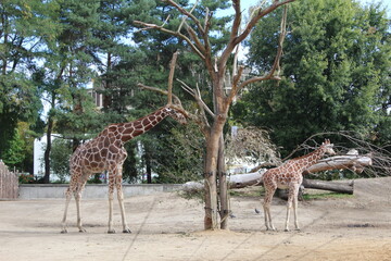 giraffe in the zoo