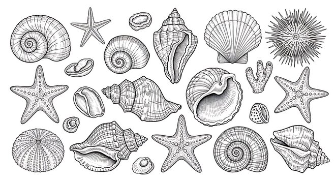 Seashells Starfish Sea Urchins Line Art Collection.