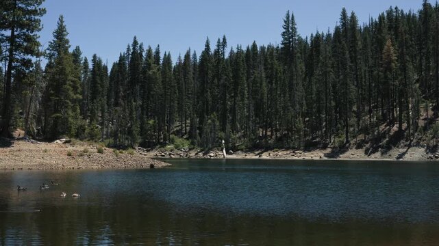 Forest lake with blue water and conifer shore