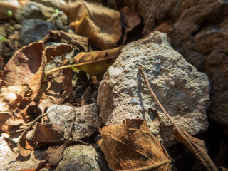 A Close-up of Fallen Autumn Leaves.