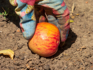 A Person's Hand in a Glove Picking an Apple from the Ground.