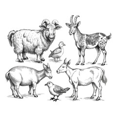 Fototapeta premium Vintage Farm Animals Illustration – Hand Drawn Sketch Style