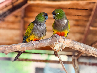 Two colorful Burrowing parrots sitting on a wooden branch. Wildlife, tropical birds and exotic nature in captivity.