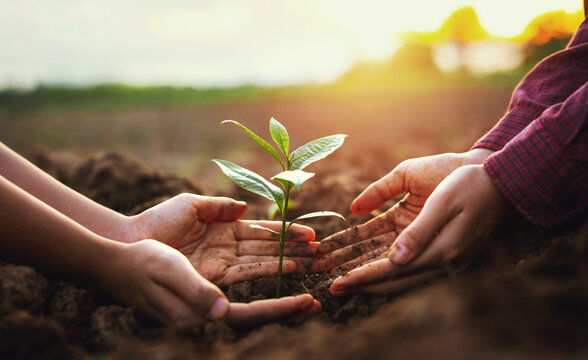 Two people are holding  small plant in their hands