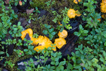 yellow chanterelle