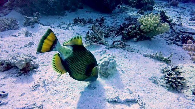 Giant yellow titan triggerfish Balistoides viridescens hunting and feeding in sandy seabed on tropical coral reef