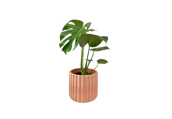 potted plant with fresh green leaves minimal background