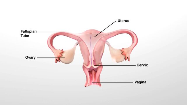 3D Labeled Female Reproductive System Anatomy with Uterus, Ovaries, and Vagina