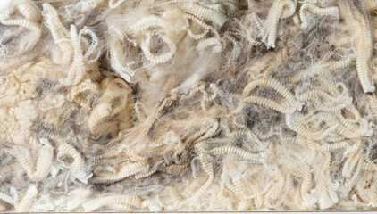 Raw sheep fleece with contamination, dark spots and vegetal matter mixed within curled fibers,...