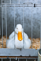 White Pekin duck resting in a metal exhibition cage, facing forward with bright orange beak, calm demeanor, and clean white feathers visible