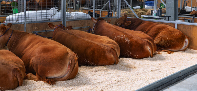 Group of reddish brown cattle resting closely on wood shavings inside a livestock show pen, seen from behind in an indoor agricultural venue