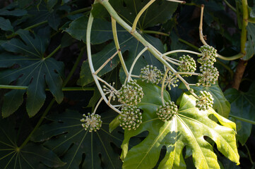 Fatsia Japonica Plant with Green Berries and Large Leaves