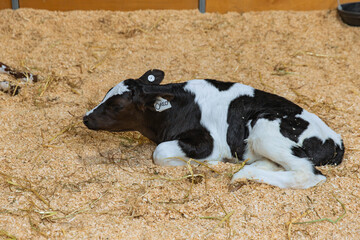 Newborn calf with black and white markings lying on sawdust bedding, ear tags visible, relaxed and resting in barn environment
