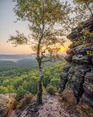 a brich with a view - eine Birke mit Aussicht