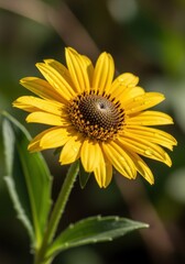 Fototapeta premium Radiant yellow Rudbeckia flower blooms under the summer sunlight beautifully