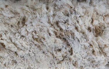 Displayed Merino fleece shows extremely fine crimp structure and bright white appearance, typical of ultra fine wool category in competitive fleece shows