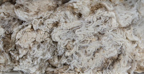 Merino fleece with light brown and cream tones displayed at Melbourne competition, emphasizing soft fiber curl and fineness for high-end textile use