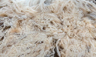 Show-ready ultra fine Merino sheep fleece with clean presentation and tight curls, ideal for luxury wool garments and high-end textile production