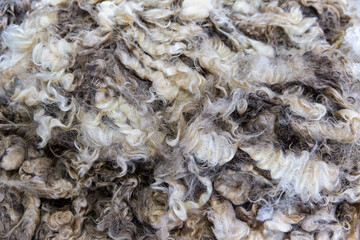 Curly textured Corriedale fleece with cream and light brown blend, moderate crimp and soft hand, typical of crossbred wool quality