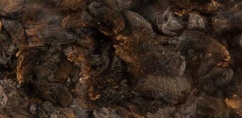 Dark brown to black wool fleece with natural crimp texture and dense fiber structure, prepared for fiber quality evaluation and textile applications
