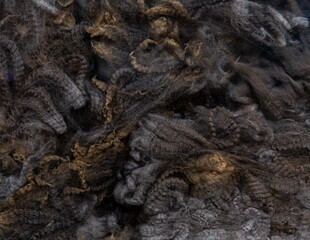 Fine Merino sheep fleece in dark tones with uniform curl structure, emphasizing dense texture and natural crimp, suitable for luxury textile craft