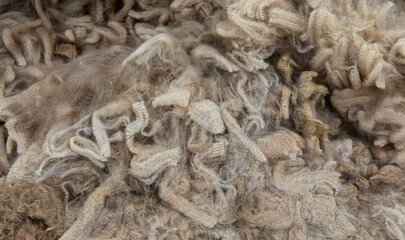 Light cream-colored fleece with subtle brown variation, fine crimp detail and soft texture, prepared for wool judging and spinning evaluation