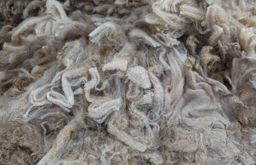 Medium cream wool fleece with uniform crimp curls and soft hand, showing a balance of fiber texture and color consistency for textile quality checks