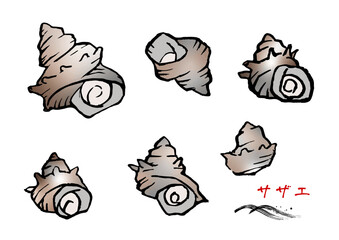 手描きのサザエ　カラー