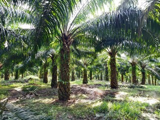 Obraz premium oil palm plantation in the morning