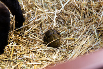 Close-up of sheep droppings on straw floor inside livestock pen, documenting natural farm environment and health monitoring for penned animals