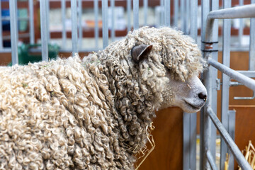 Lincoln Longwool sheep standing in pen, showcasing its signature long curly fleece covering face and body, traditional wool breed example