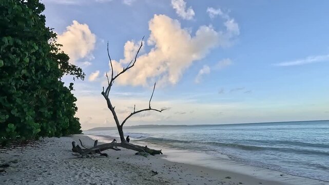 landscape view of Kalapathar beach at Swaraj Dweep, Andaman, India
