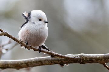 long-tailed tit