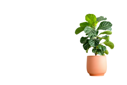 photo of a potted plant with green leaves on a isolated on a transparent background in PNG format. - Powered by Adobe
