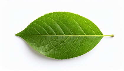 Obraz premium leaf on the white 