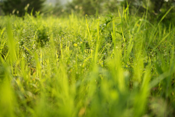 Lush green grass field bathed in soft morning sunlight with dew drops glistening