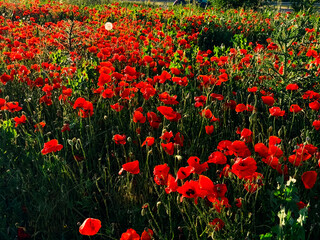 Poppy field at sunset, red flowers create a bright accent against the sunlight. Concept of nature,...