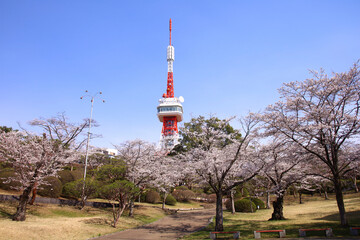 宇都宮市　桜が満開の八幡山公園