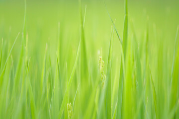 Rice flowers, paddy fields, summer rice cultivation	