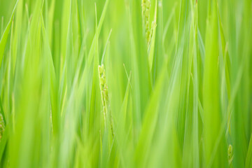 Rice flowers, paddy fields, summer rice cultivation	